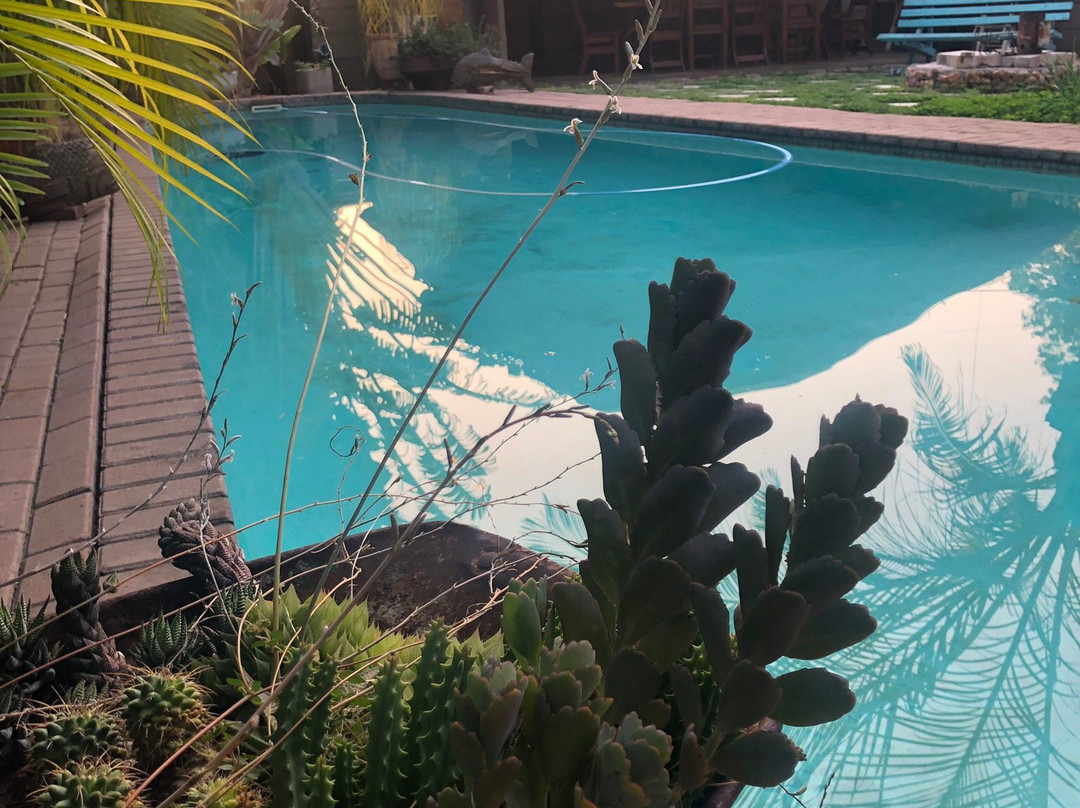 A Traveller's Palm主图