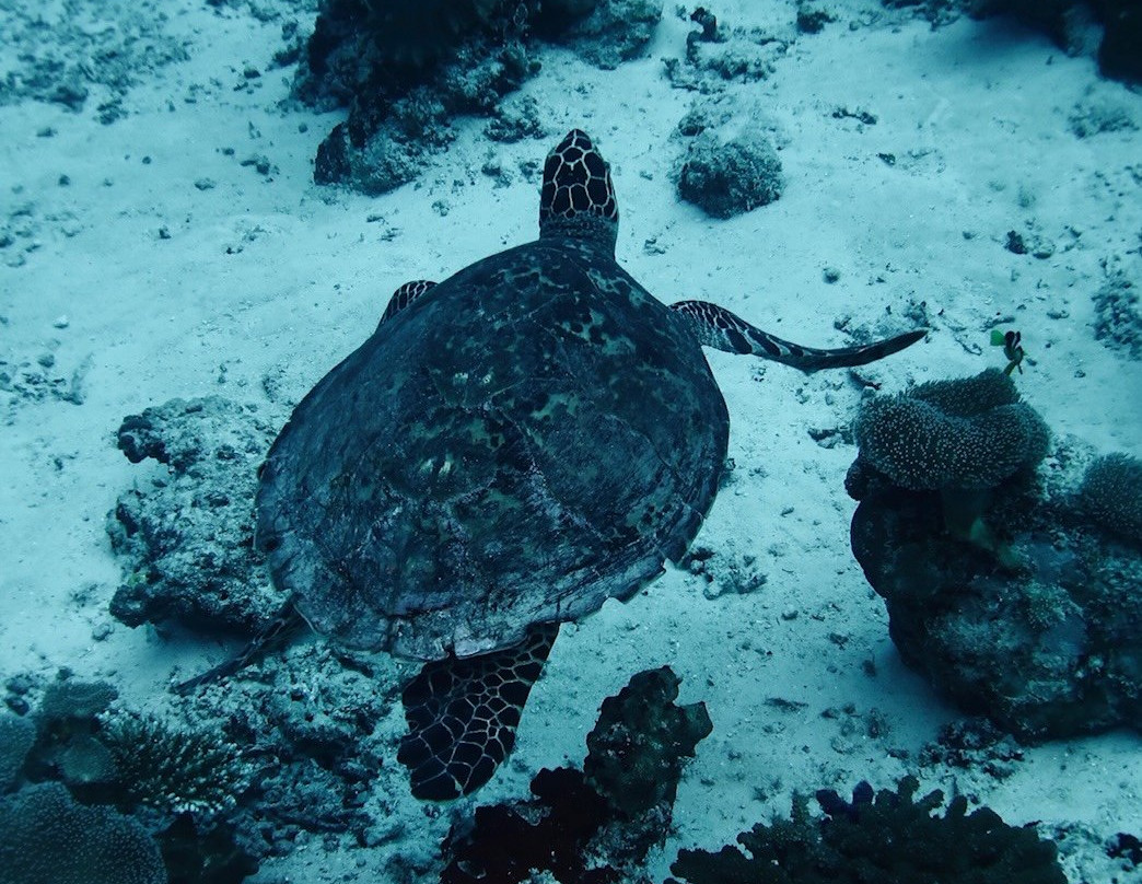 MY Sheena-菲利兹优岛必去景点