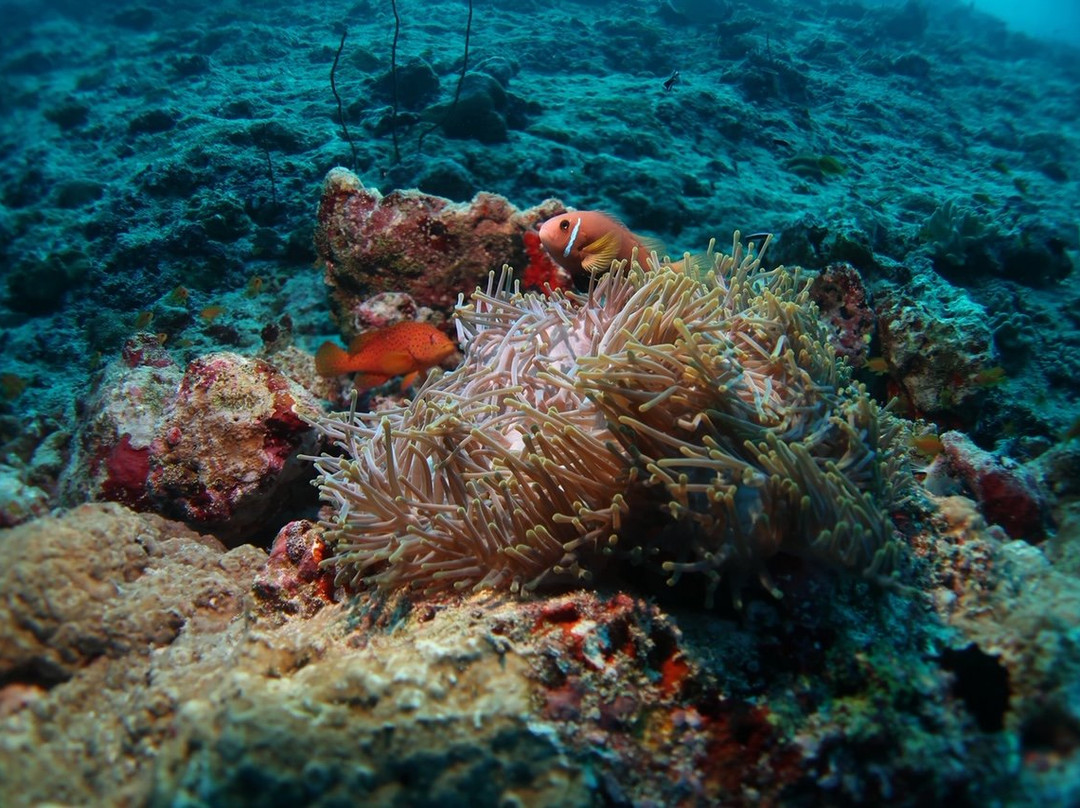 MY Sheena-菲利兹优岛必去景点