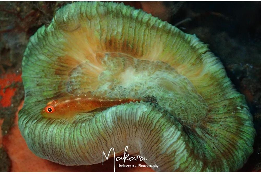 DIVING AND SNORKELING TULAMBEN MAKARA-图兰本必去景点