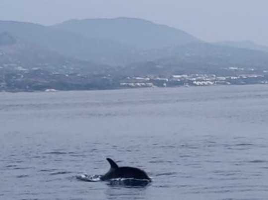 Catamaranes Estepona-埃斯特波纳必去景点