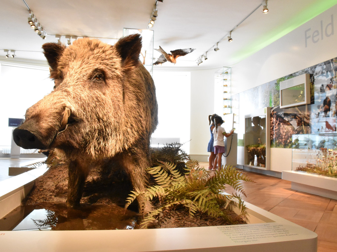 Naturmuseum Thurgau-Frauenfeld必去景点