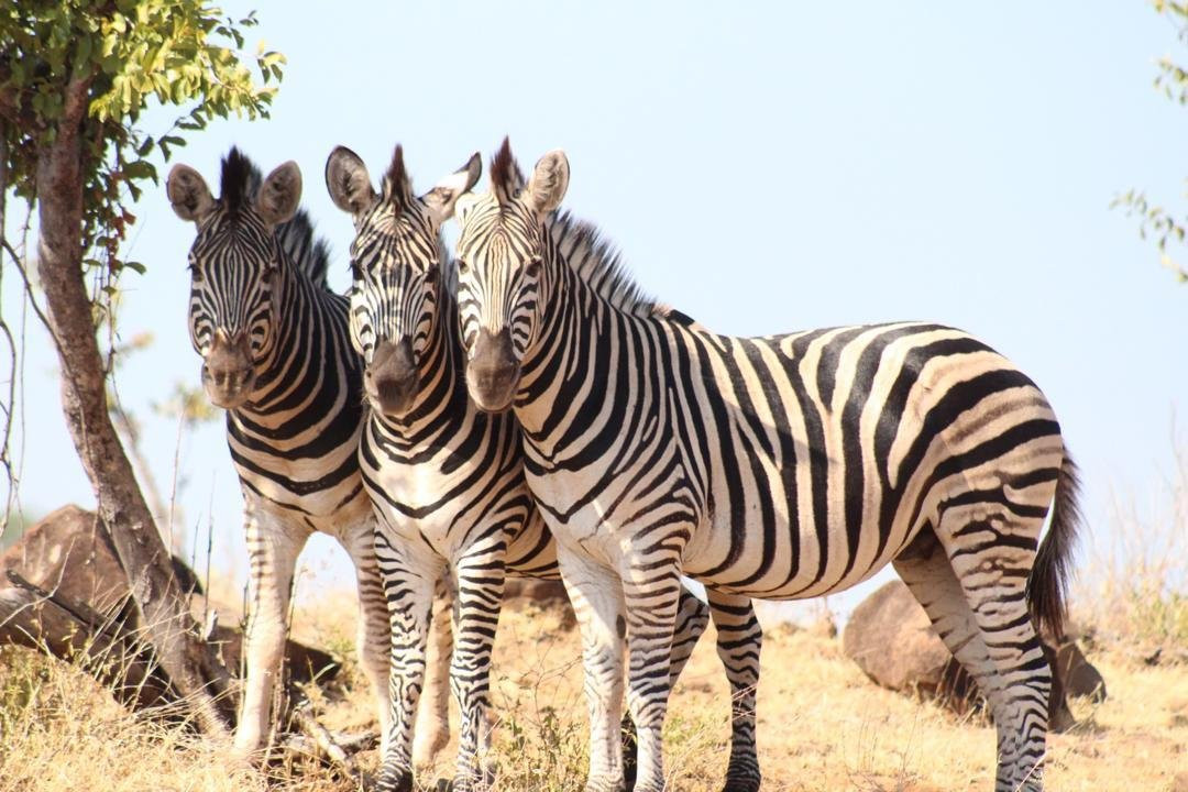 Royal Tours Zambia-李文斯顿必去景点