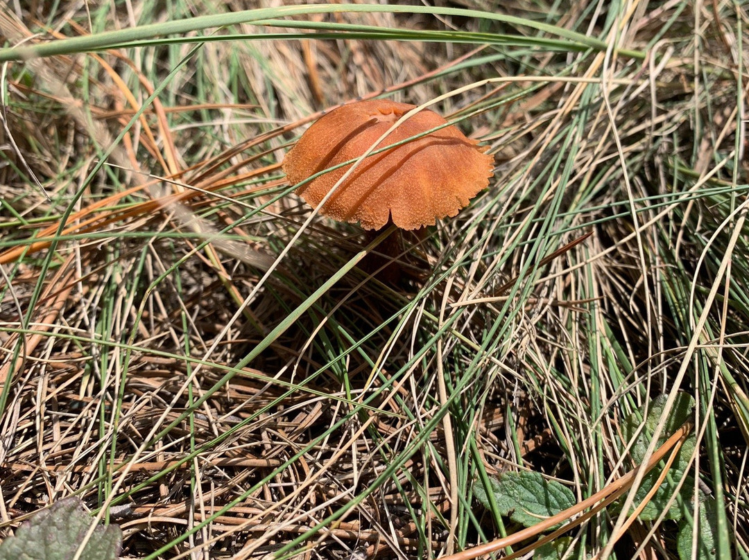 Cumbres Del Ajusco National Park-墨西哥城必去景点