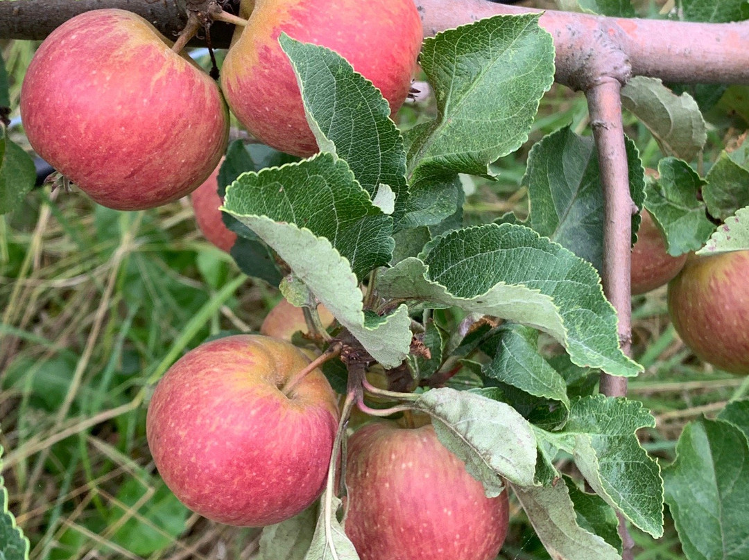 Finnriver Orchard & Cider Garden景点图片