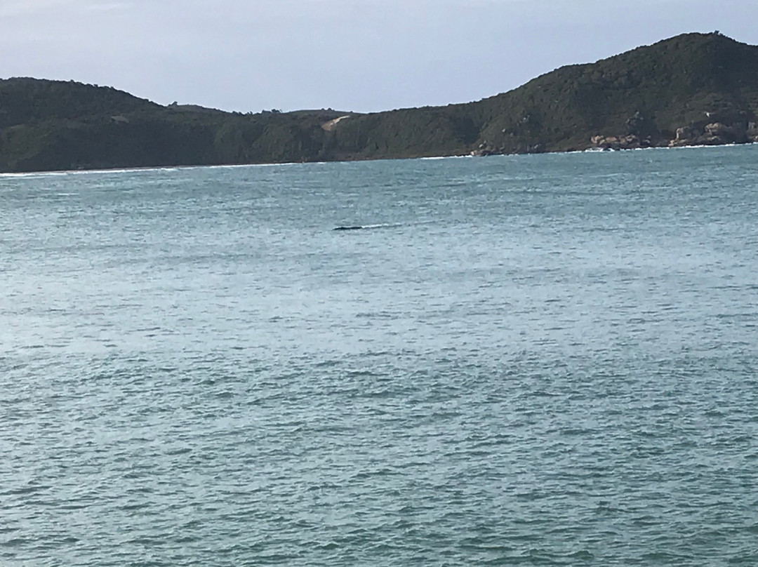Observacao De Baleias-Praia do Rosa必去景点
