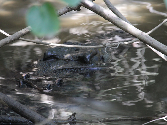 Crocodile Express Daintree River Cruises-Daintree必去景点