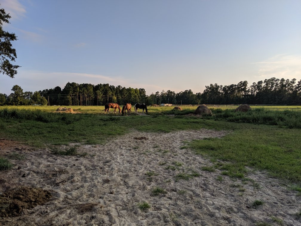 Grand Strand Horseback Riding景点图片