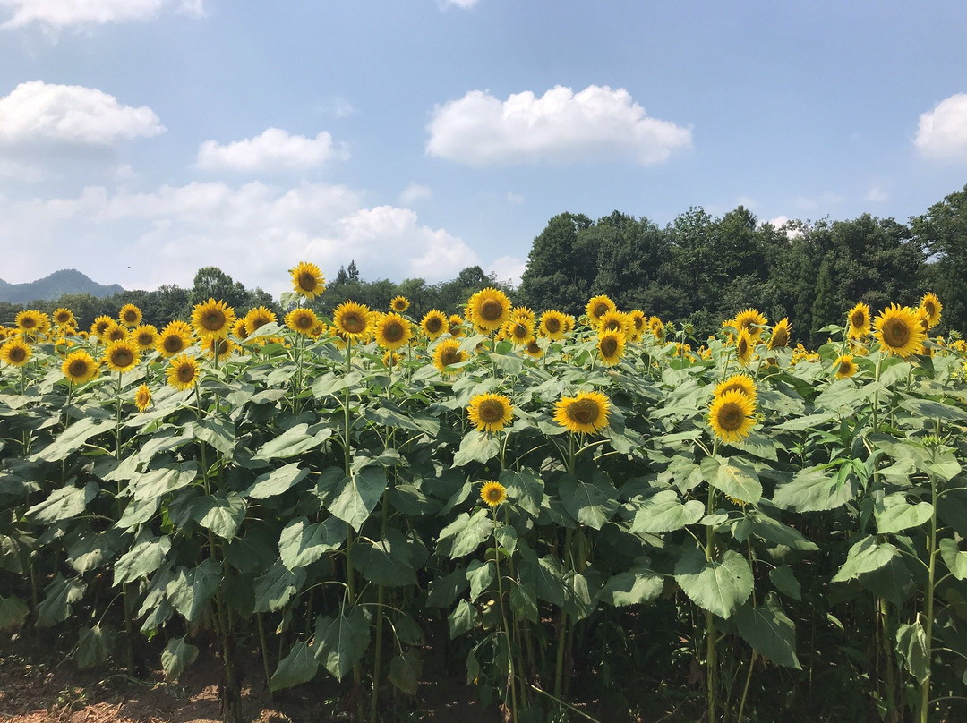 Tsunan Agriculture and Jomon Era Experience Training Hall Najomon-津南町必去景点