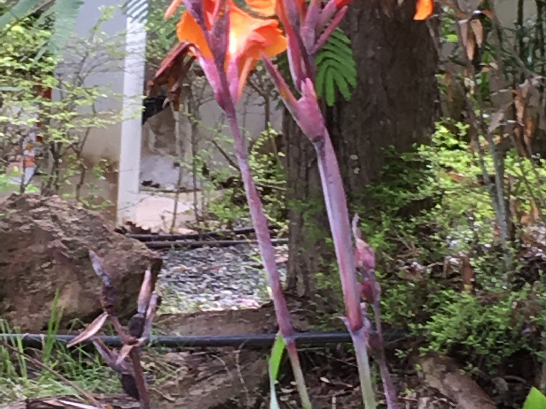 班柴藤酒店主图