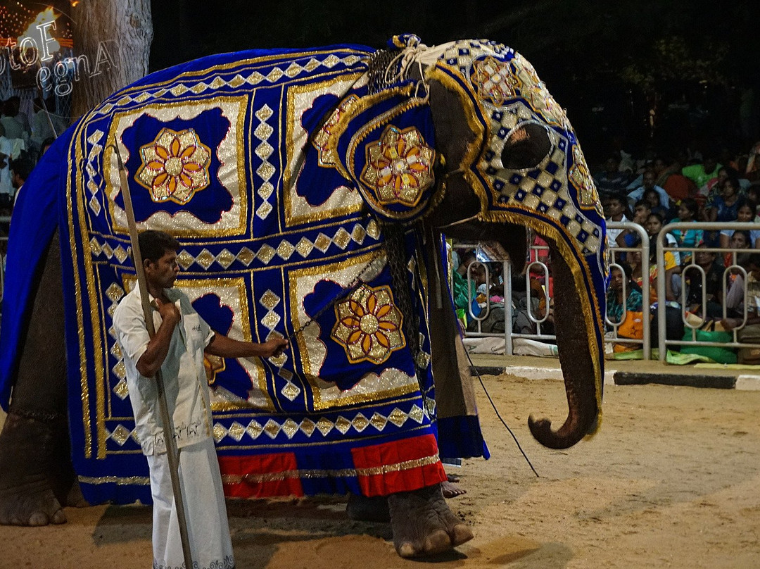 Kataragama Perahera Festival-卡塔拉伽马必去景点