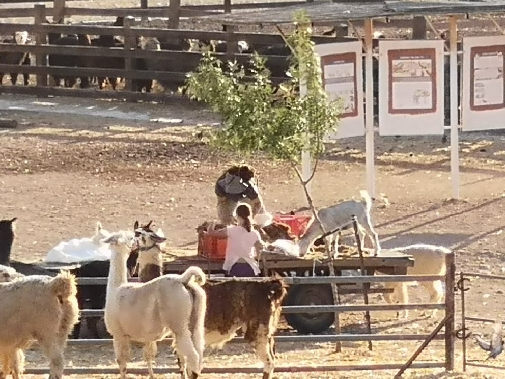 The Alpaca Farm景点图片