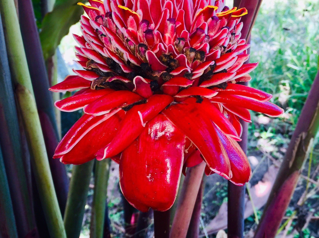 Finca Tematica La Divisa-Filandia必去景点