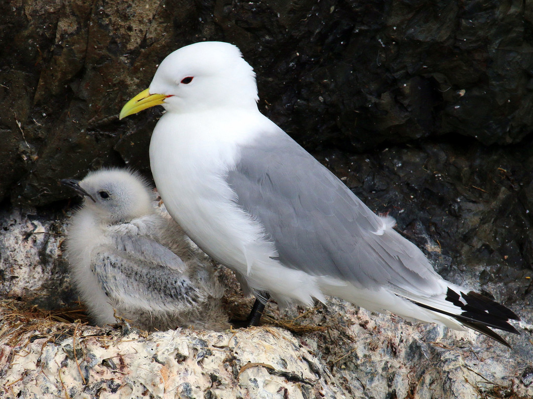 Seatours-Stykkisholmur必去景点