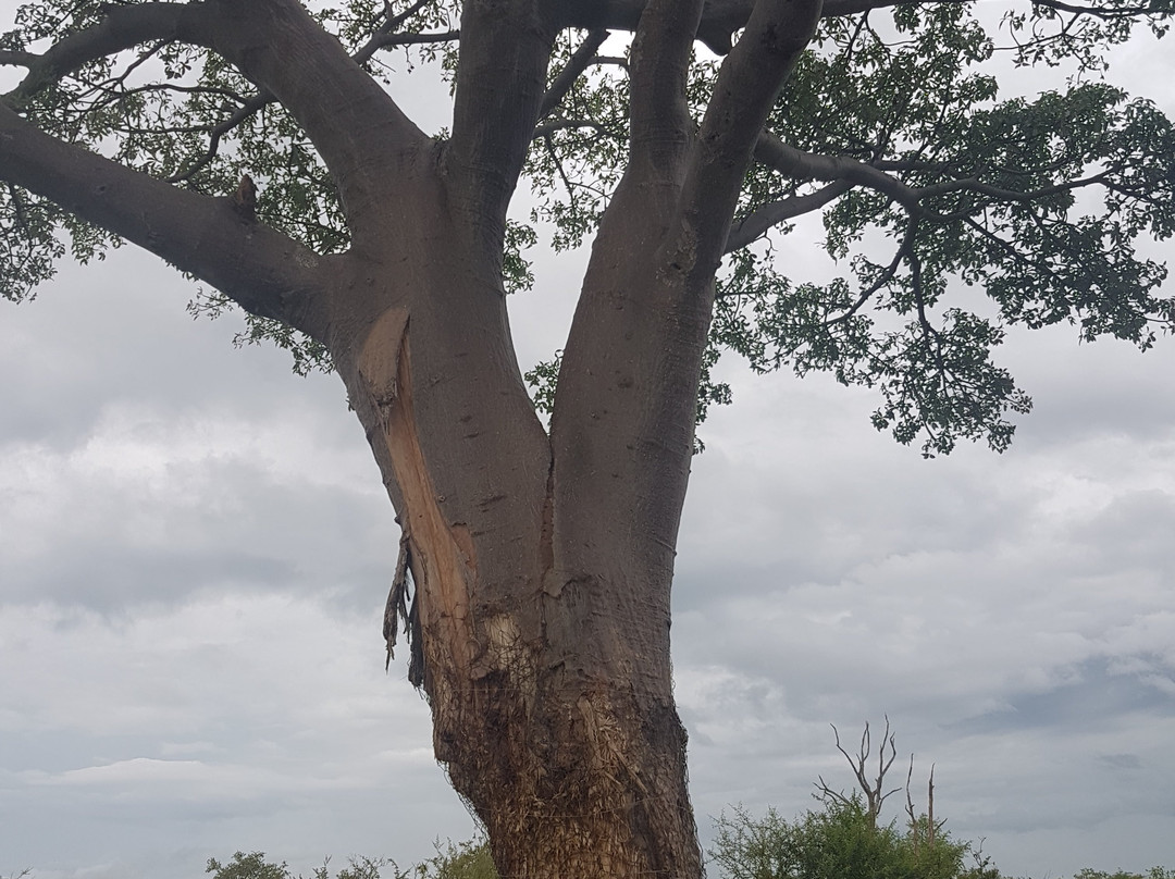 Bushtrackers-约翰内斯堡必去景点