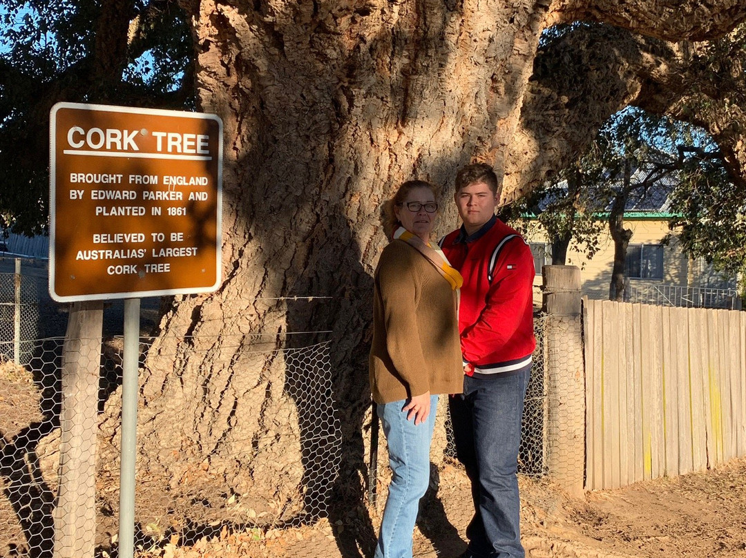 Historic Cork Tree景点图片