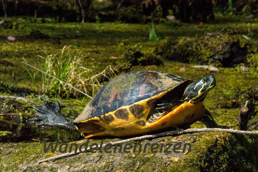Lower Wekiva River State Preserve-桑福德必去景点