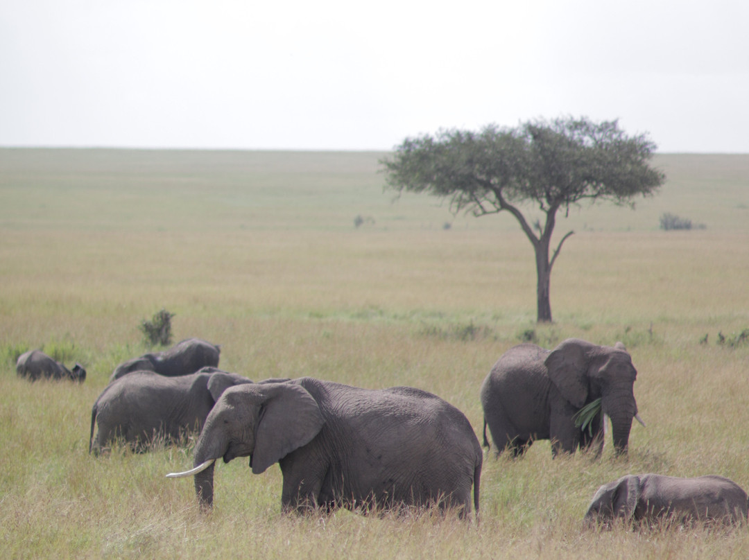 Bora Kesho Safaris景点图片