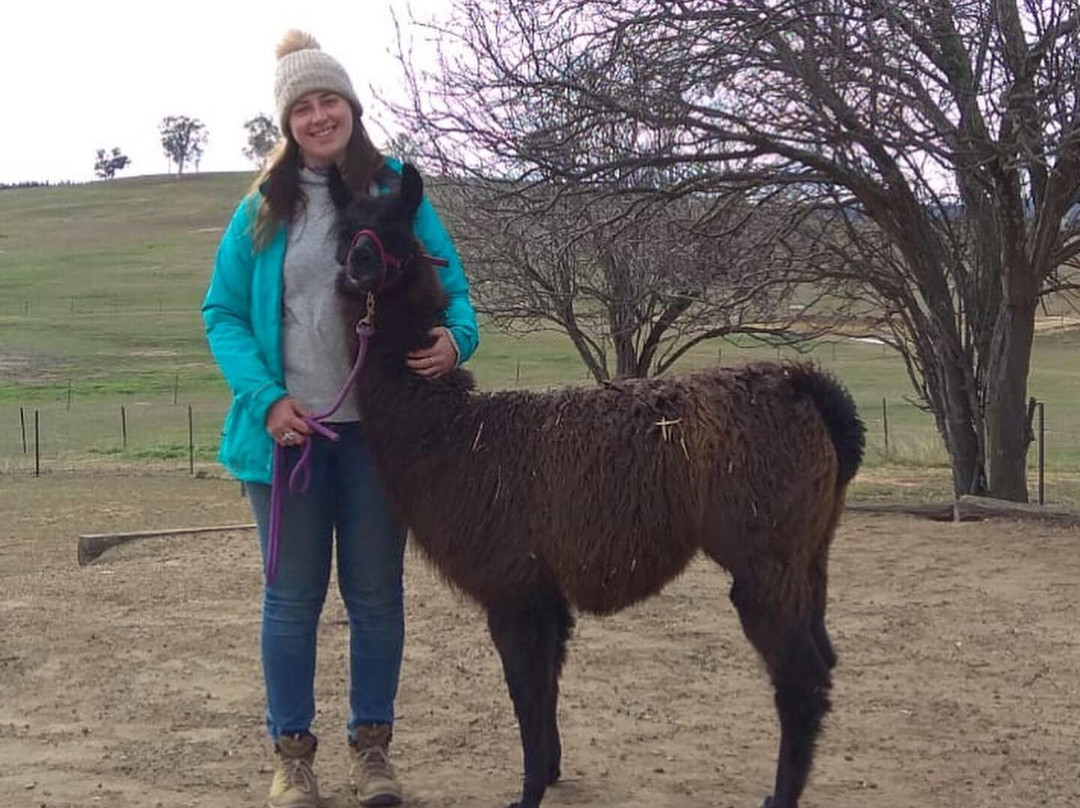 Alpaca Magic景点图片