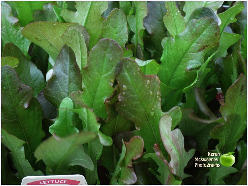 Nanango Country Market-Nanango必去景点