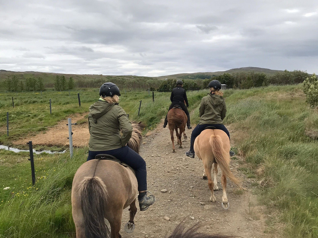 Sturlureykir Horses/Visiting HorseFarm景点图片