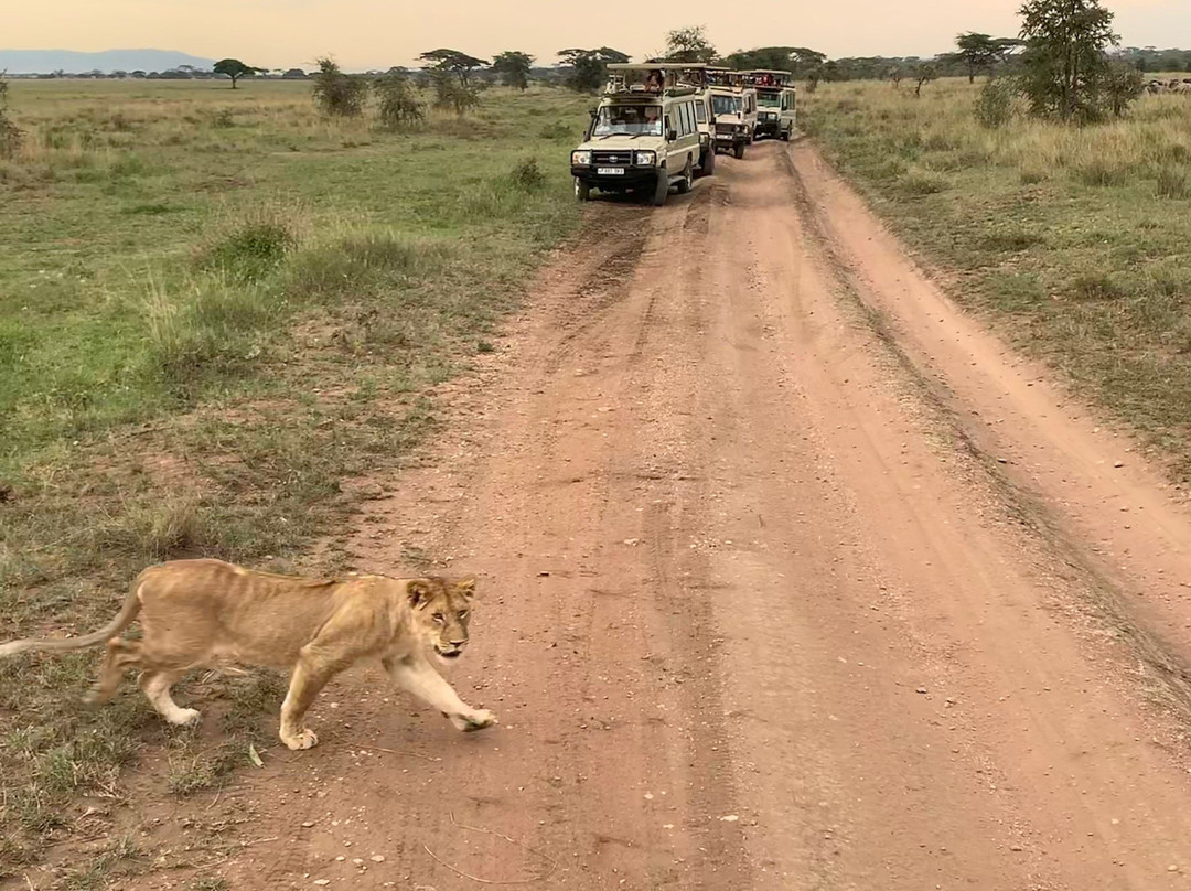 Kipori Safari-莫西必去景点