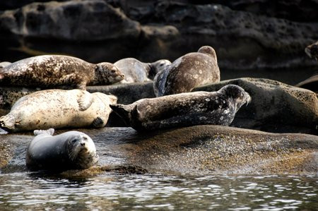 Sea Dragon Charters-马蹄湾必去景点