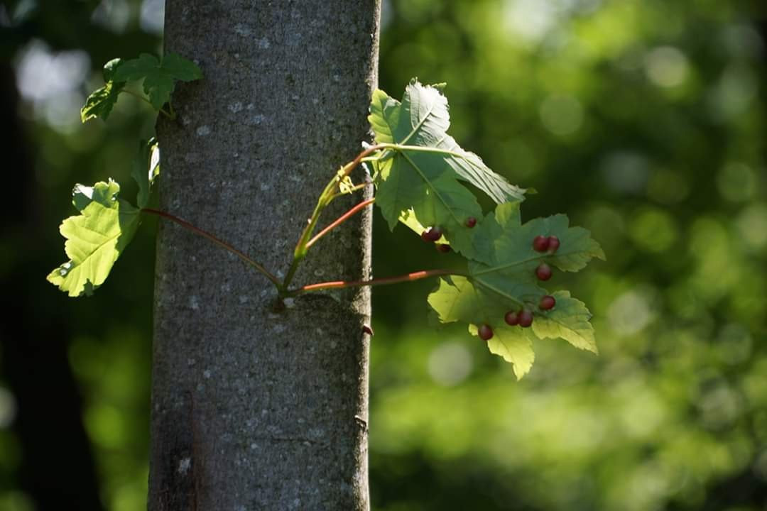 Jura Decouverte Nature景点图片