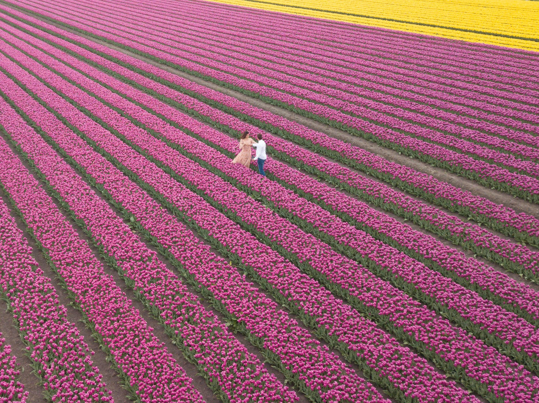 Tulip Tours Holland景点图片