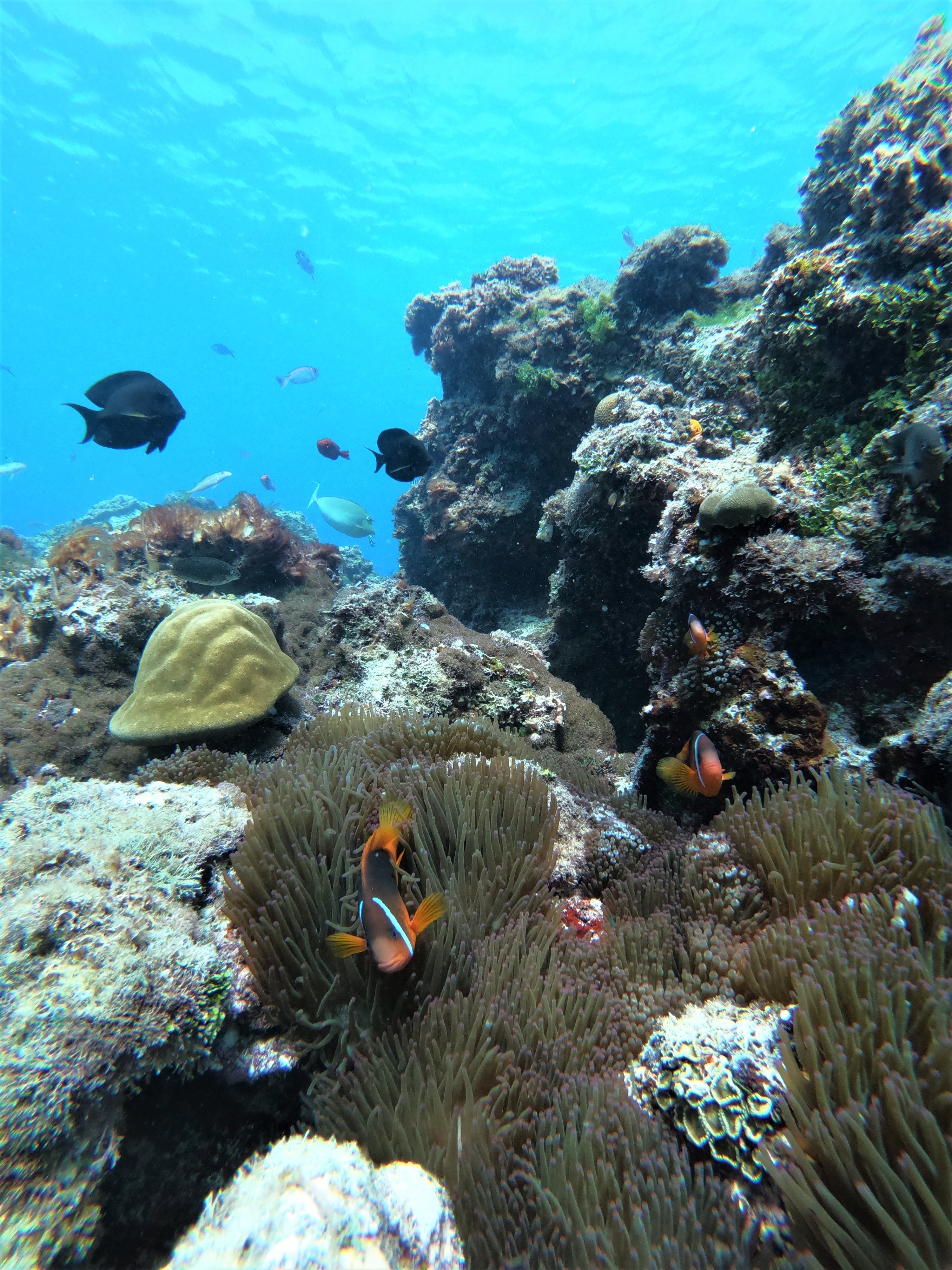 Kitesurf Tonga-泳池