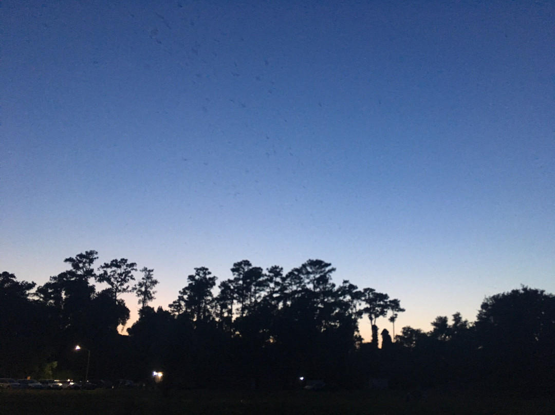 University of Florida Bat House-盖恩斯维尔必去景点