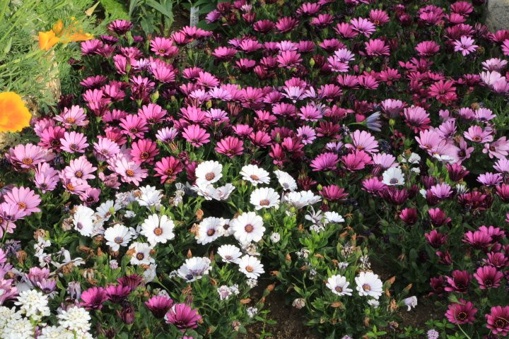 Matsumotocho Icchome Ryokuchi-东松山市必去景点