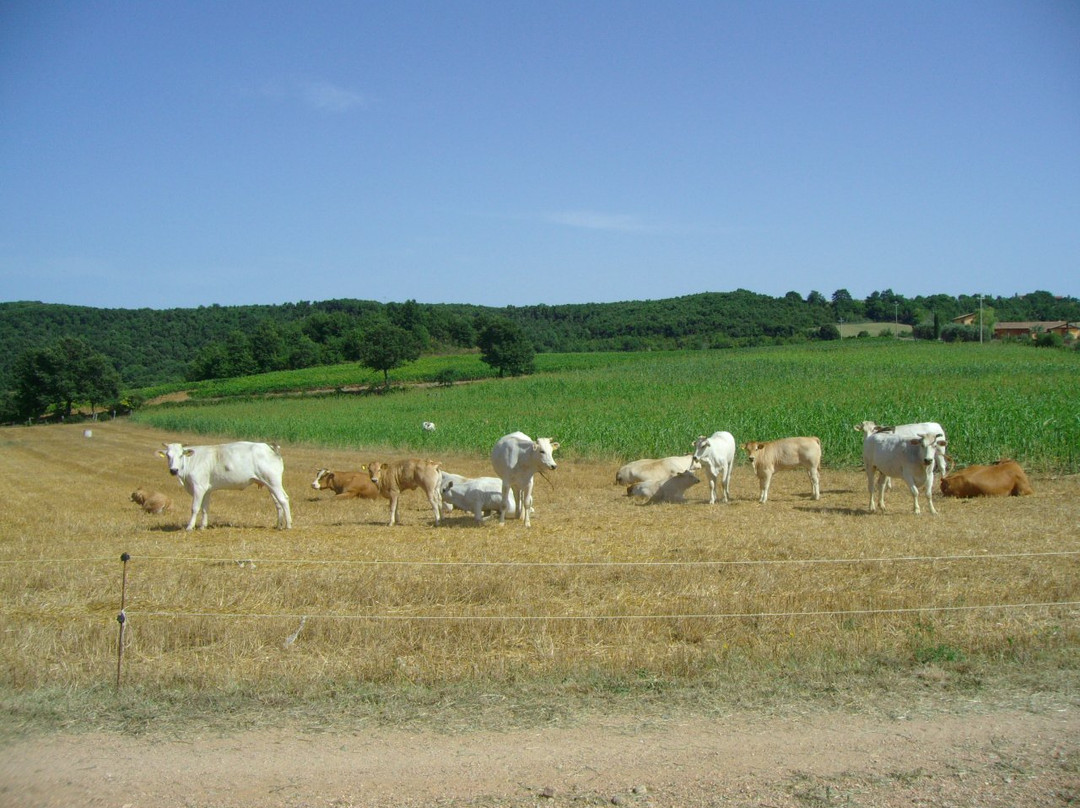 Agriristoro Podere S. Andrea