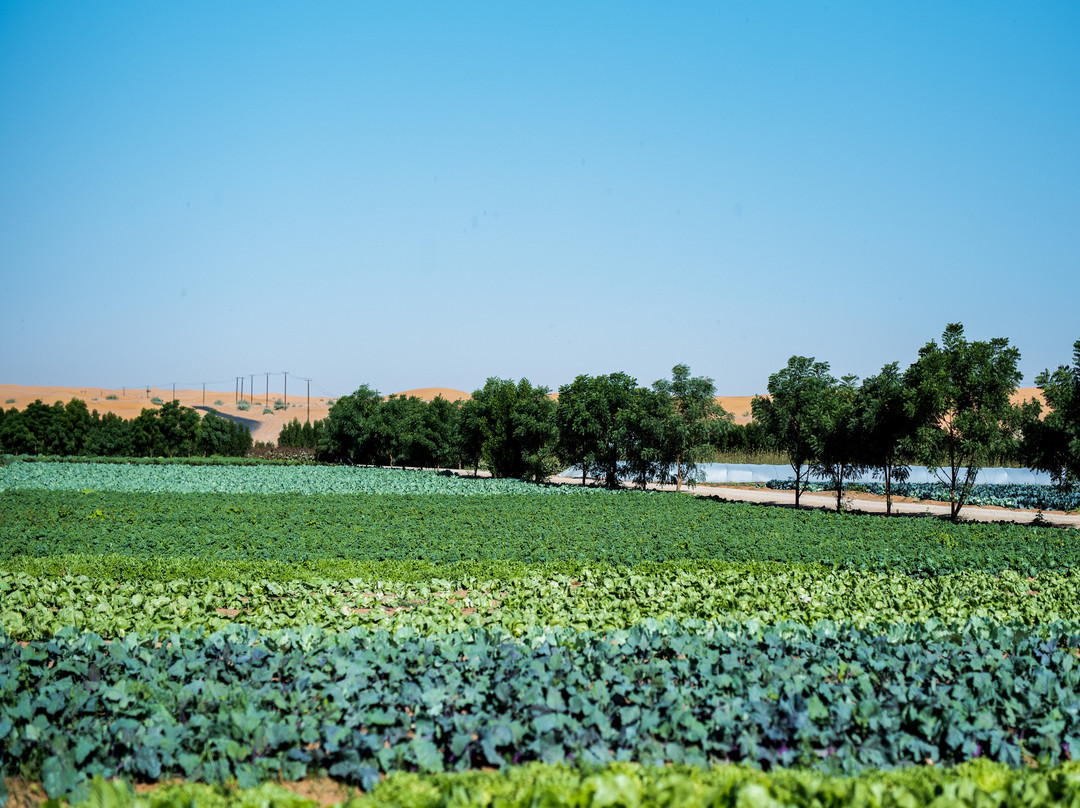 Emirates Bio Farm景点图片