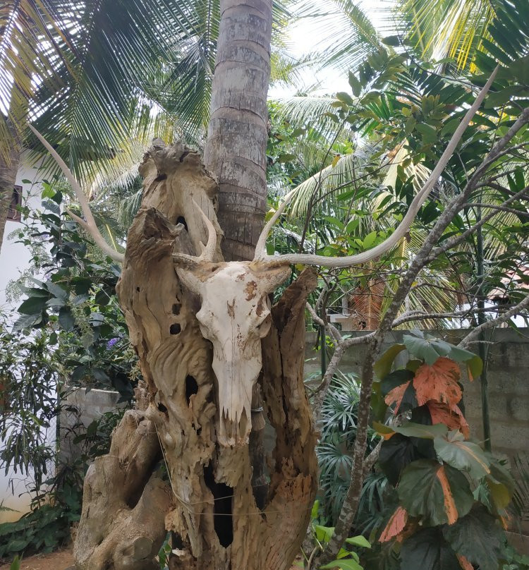 Dumi's Place - Ranna主图