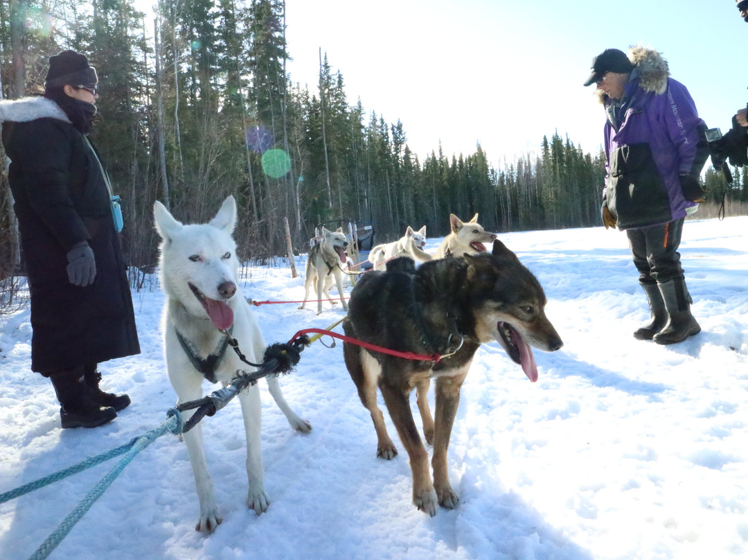 Bill Cotter Kennels-Nenana必去景点