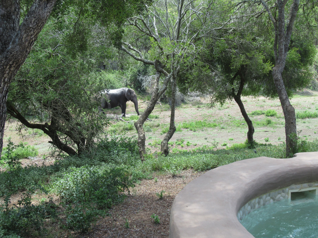 The Safari Lodge- Amakhala Game Reserve主图