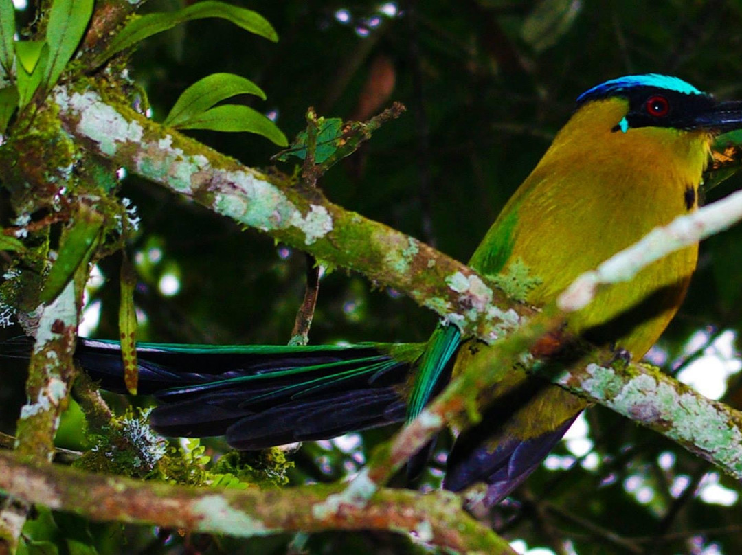 RIOS DE LOS ANDES-Calarca必去景点