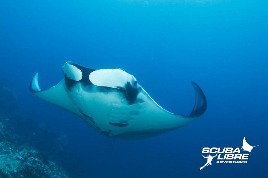Scuba Libre Adventures景点图片
