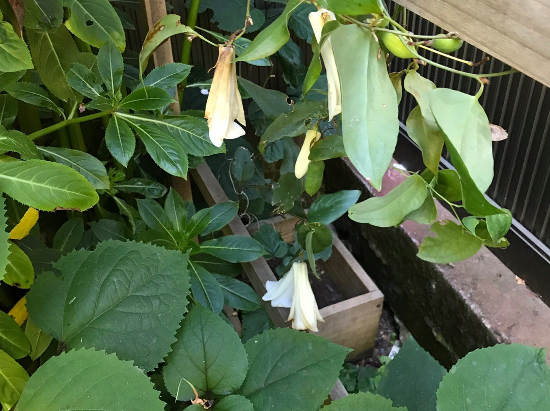 Casona Patrimonial Cobquecura Hotel Boutique主图