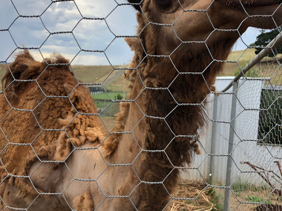 Taralga Wildlife Park-Taralga必去景点