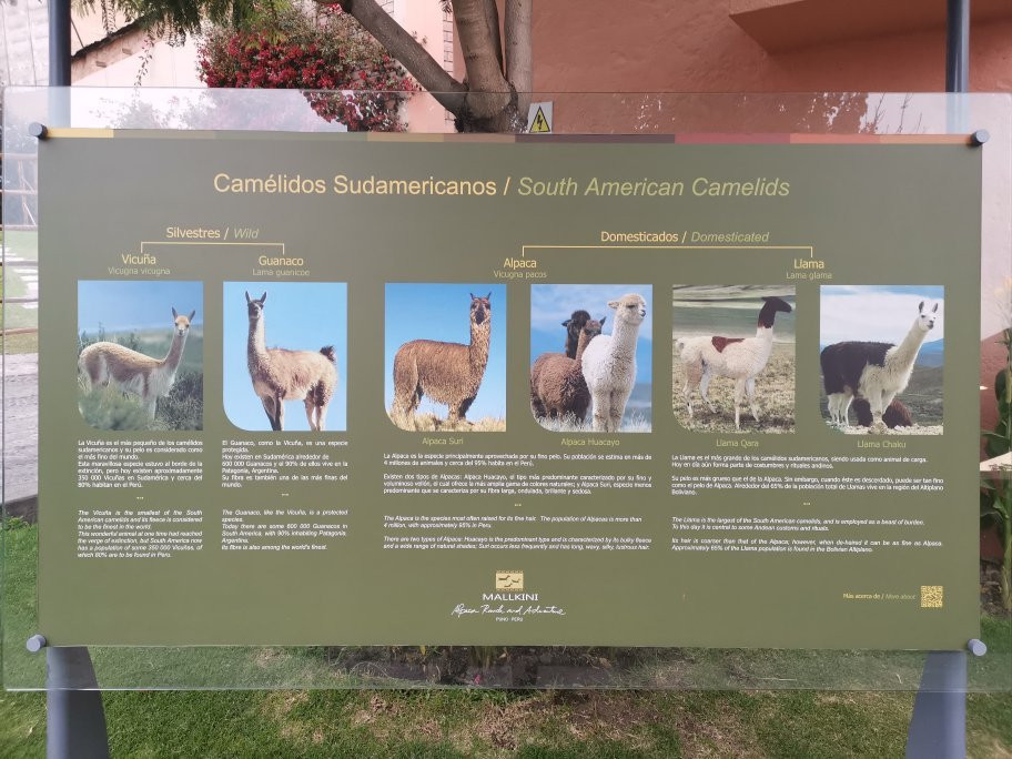 Mundo Alpaca Arequipa景点图片