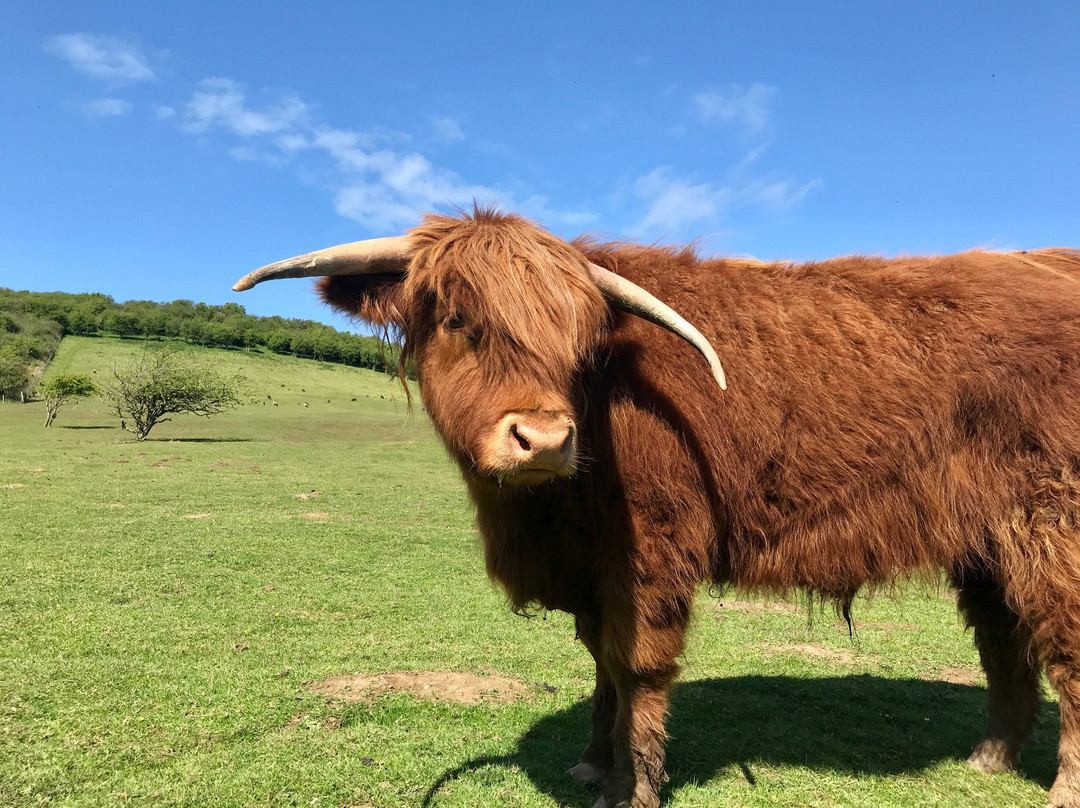 Heads of Ayr Farm Park景点图片