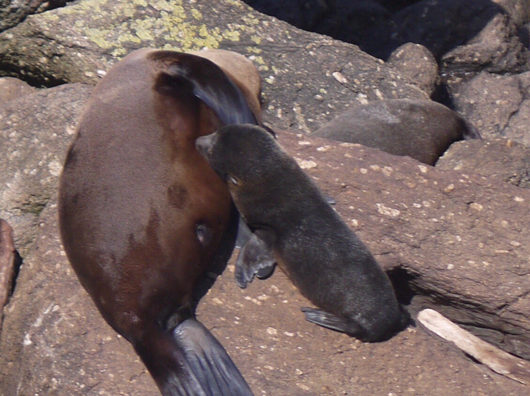 Tauranga Bay Seal Colony景点图片