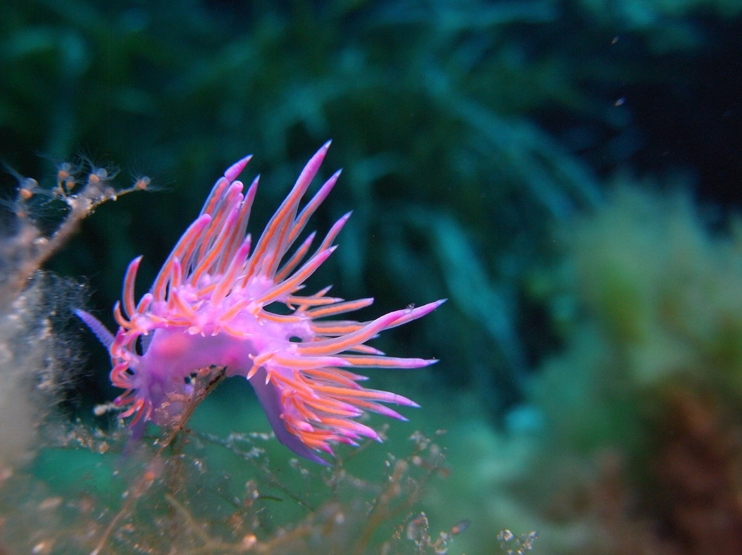 Dune Baleares Fornells - Diving Center-Fornells必去景点
