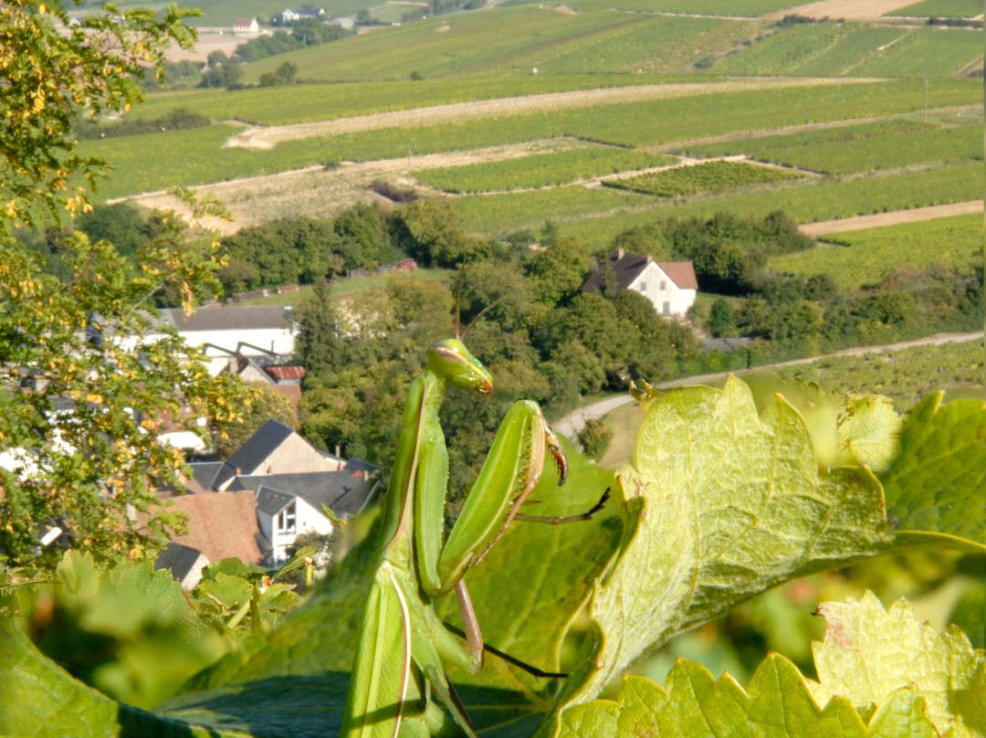 Domaine de la Chezatte-Sainte-Gemme-en-Sancerrois必去景点