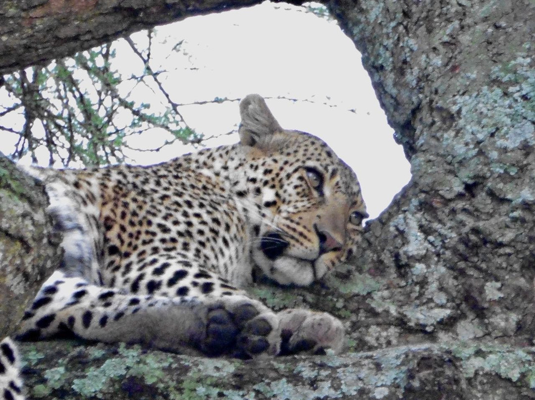 Wild Giant Safaris-莫西必去景点