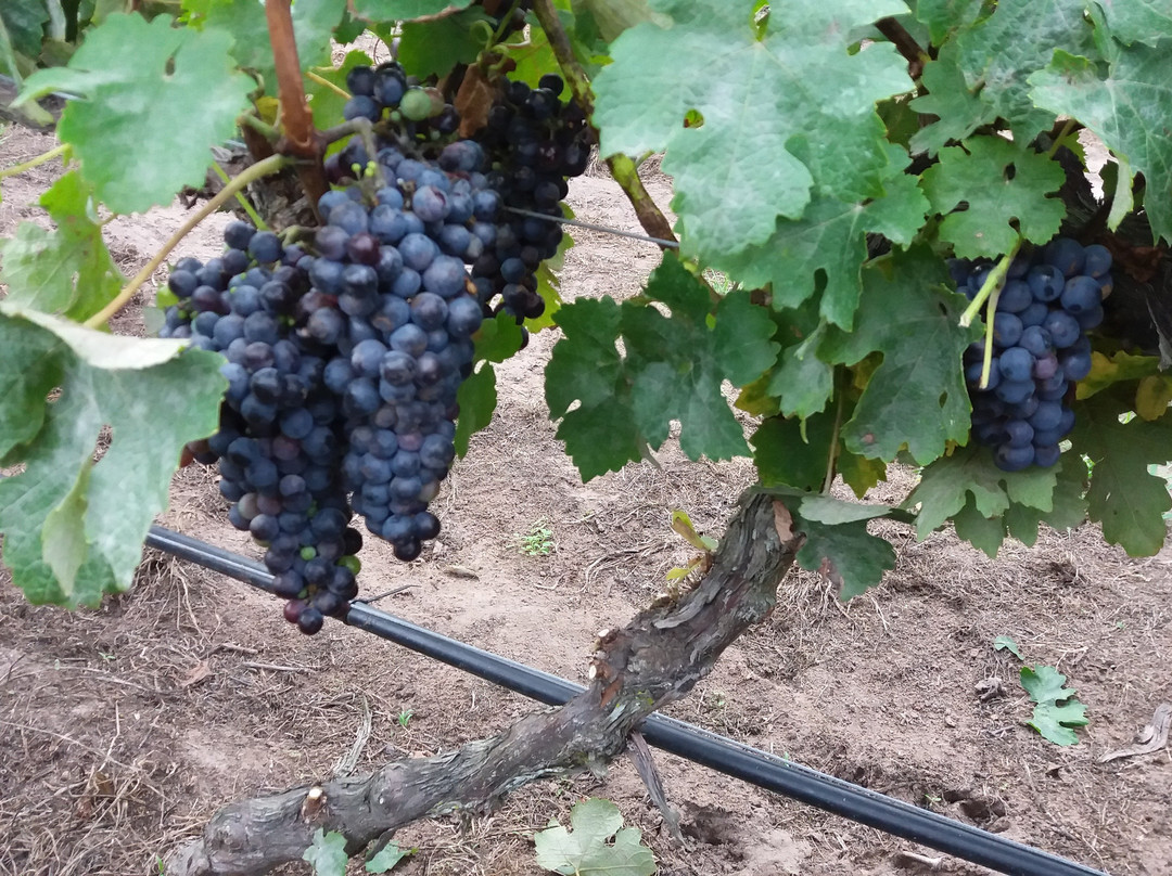 Theescombe Estate Wine Farm-伊丽莎白港必去景点
