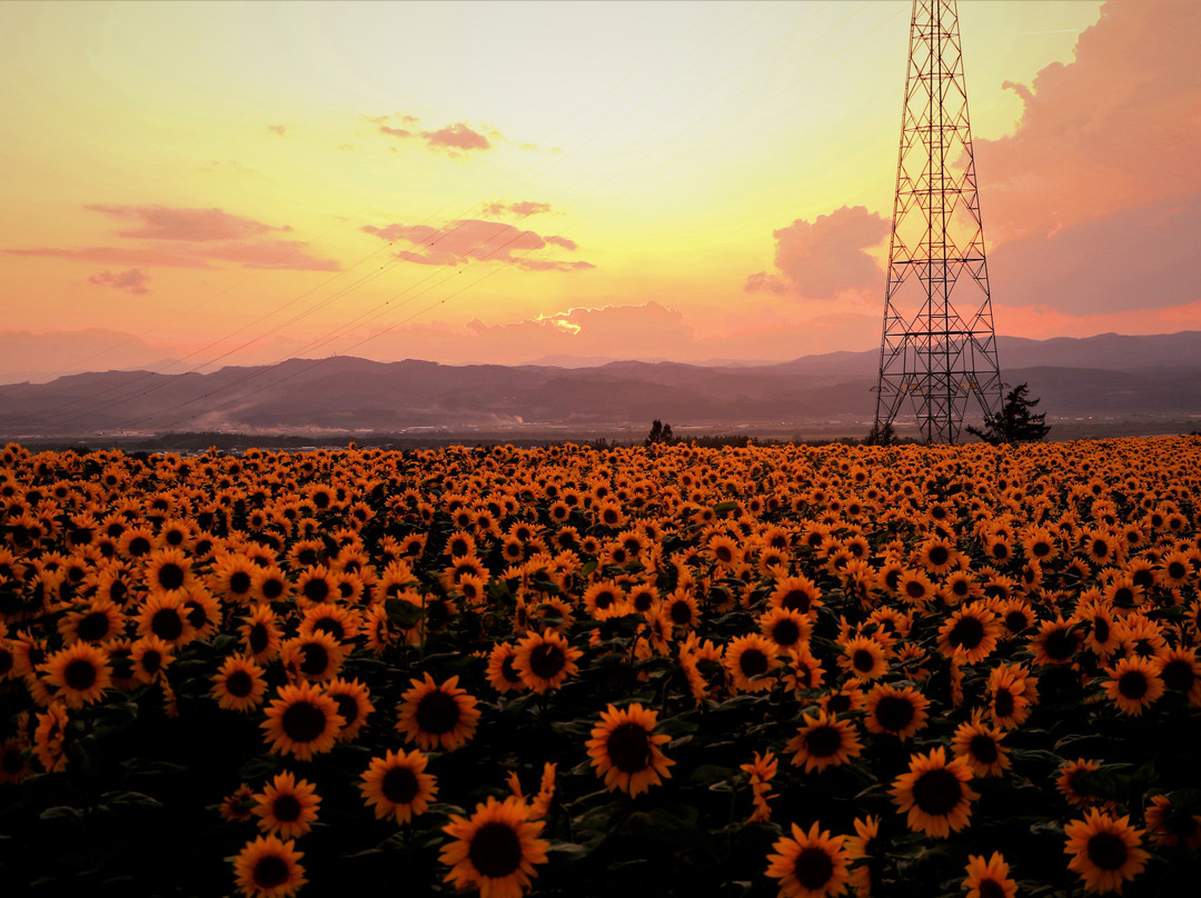 Asahigaoka Park-大空町必去景点
