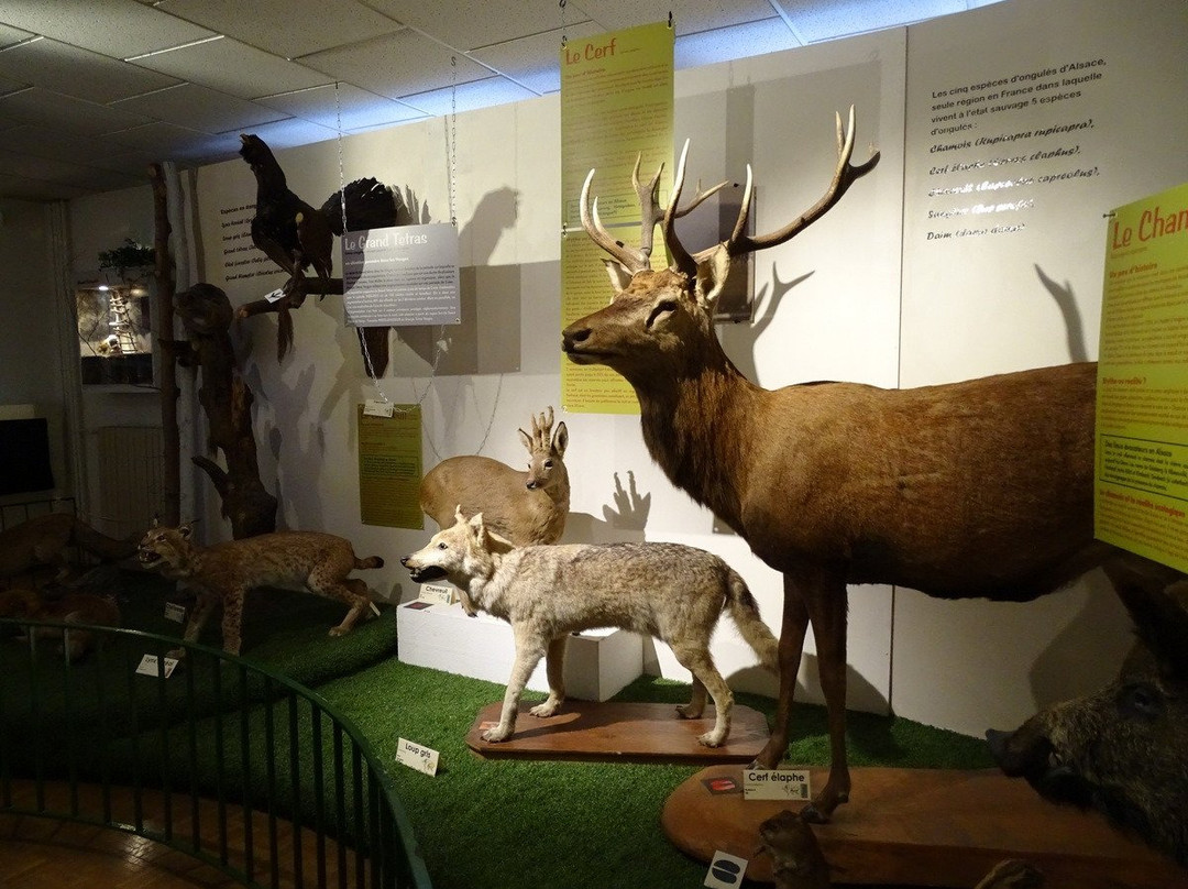 Le Musee d'Histoire Naturelle et d'Ethnographie-科尔马必去景点